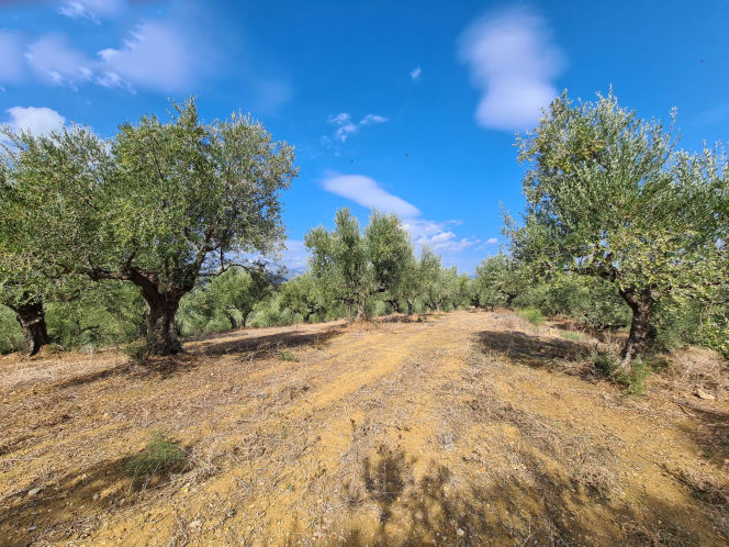 Agricultural plot of land with olive trees - LaPAS722