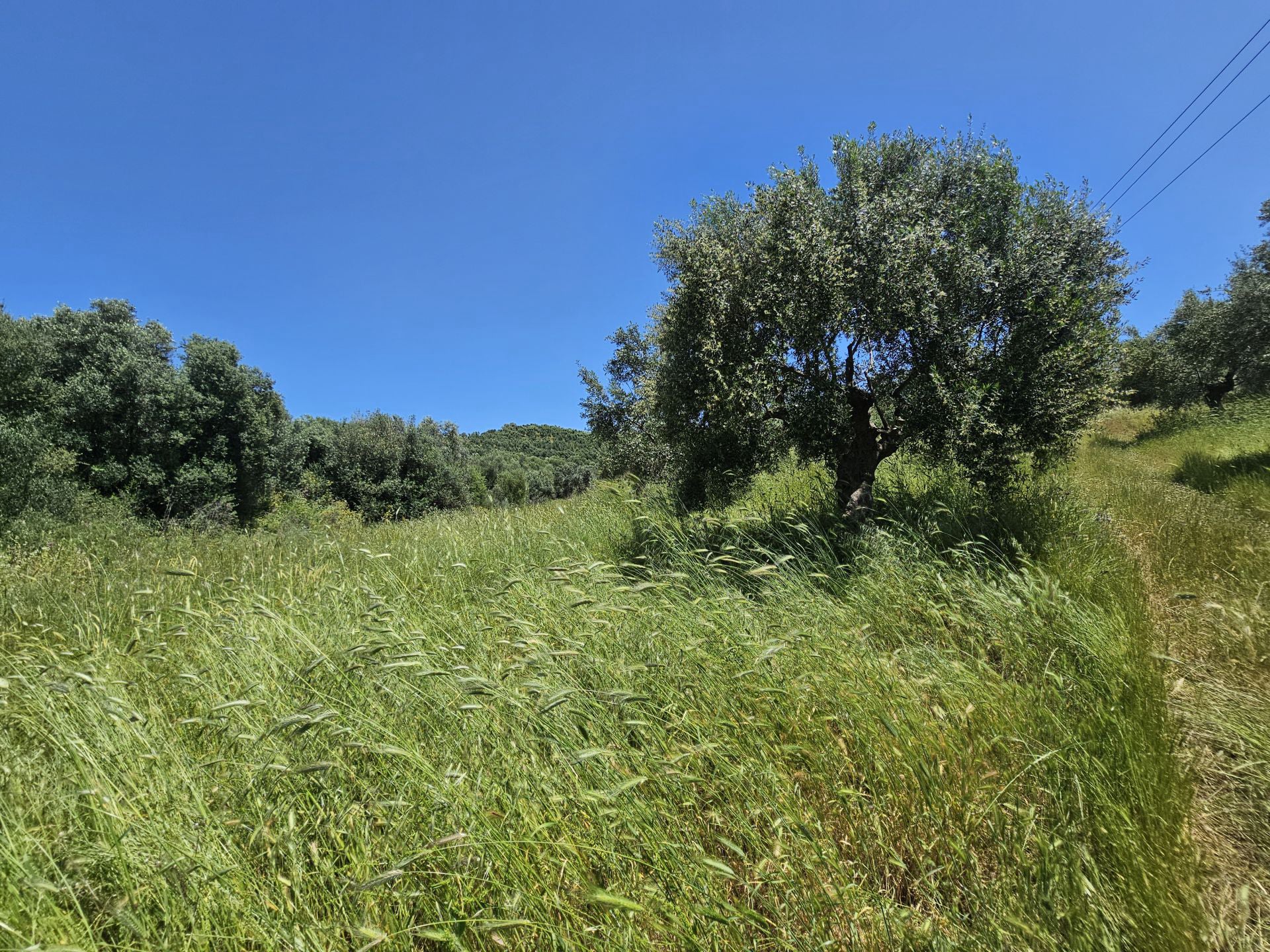 Agricultural land plot with olive trees near Gythio - LaGyPR791