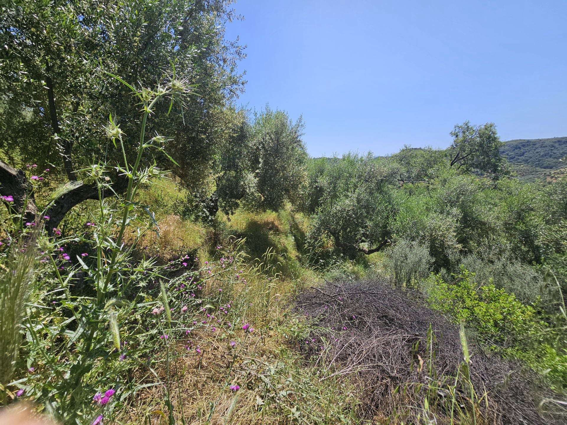 Agricultural land plot with olive trees near Gythio - LaGyPR791