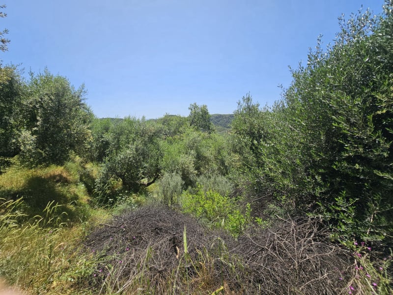 Agricultural land plot with olive trees near Gythio - LaGyPR791