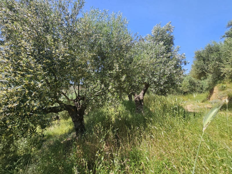 Agricultural land plot with olive trees near Gythio - LaGyPR791