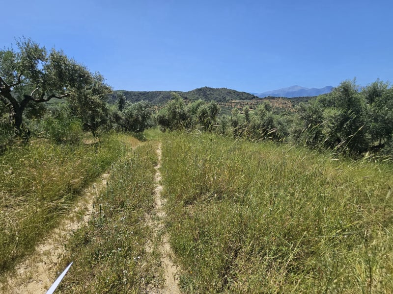 Agricultural land plot with olive trees near Gythio - LaGyPR791