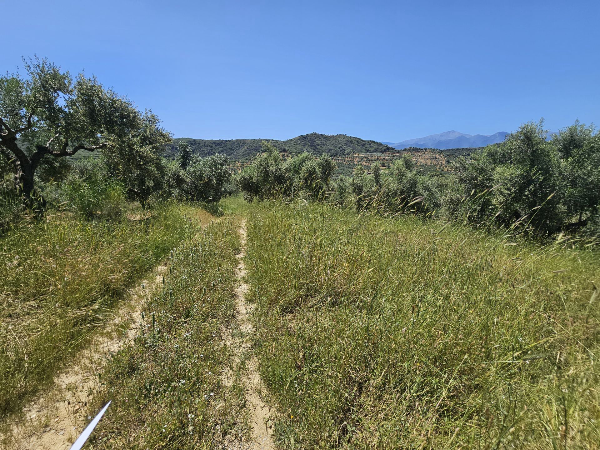 Agricultural land plot with olive trees near Gythio - LaGyPR791
