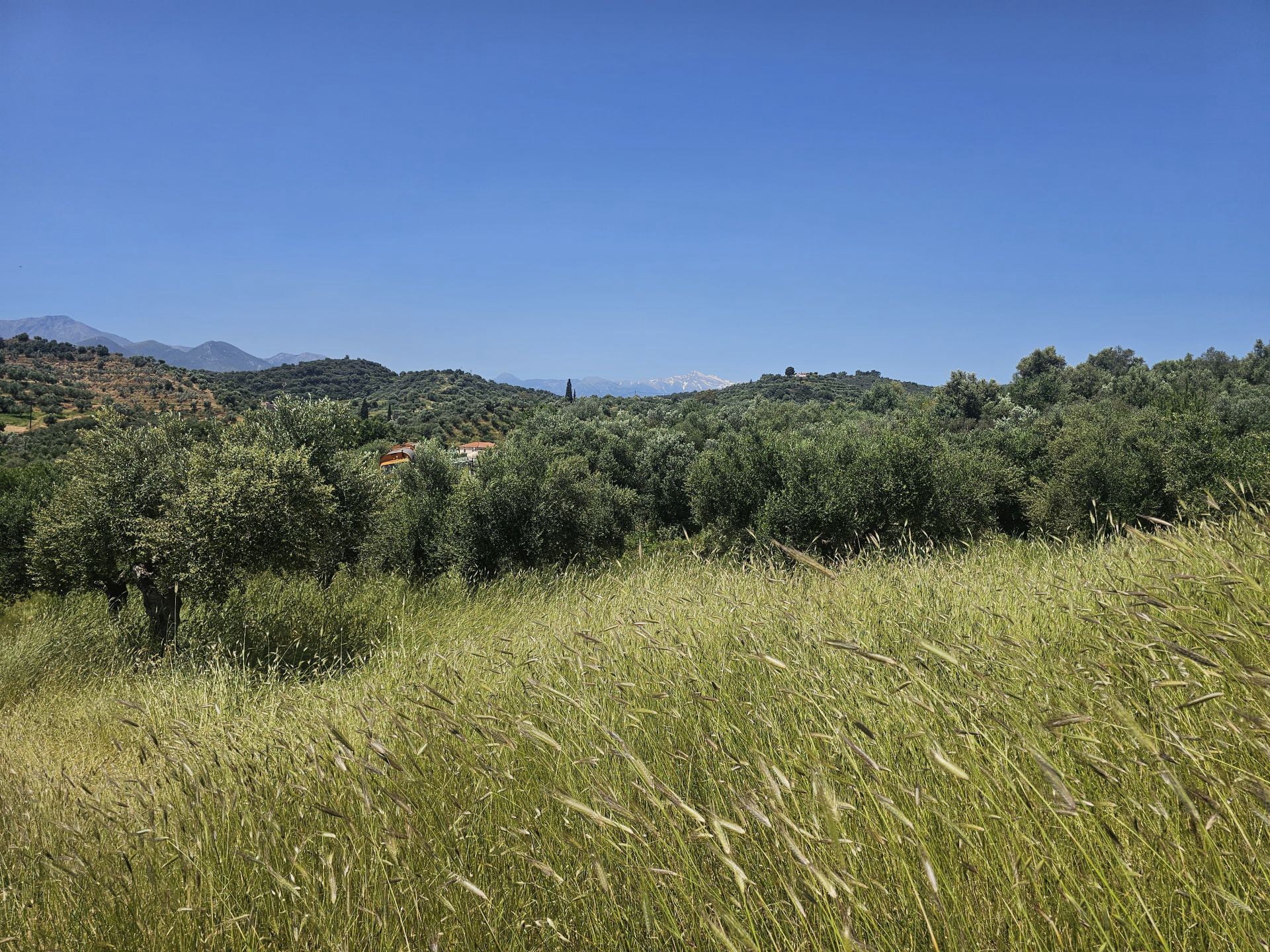 Agricultural land plot with olive trees near Gythio - LaGyPR791