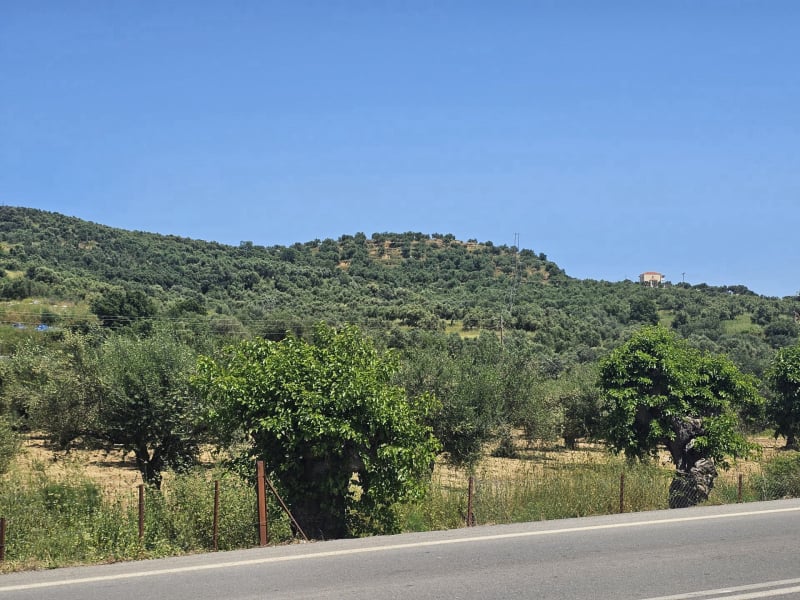 Agricultural land plot with olive trees near Gythio - LaGyPR791