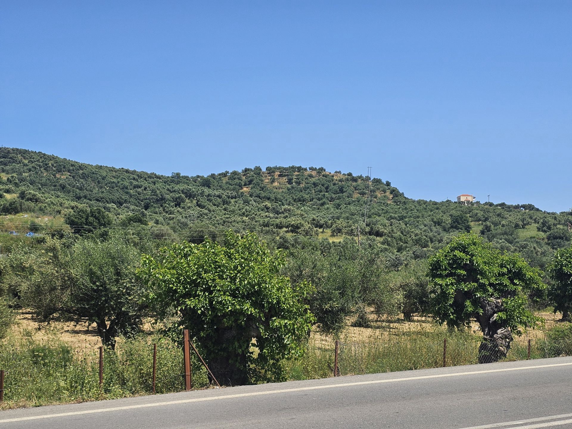 Agricultural land plot with olive trees near Gythio - LaGyPR791