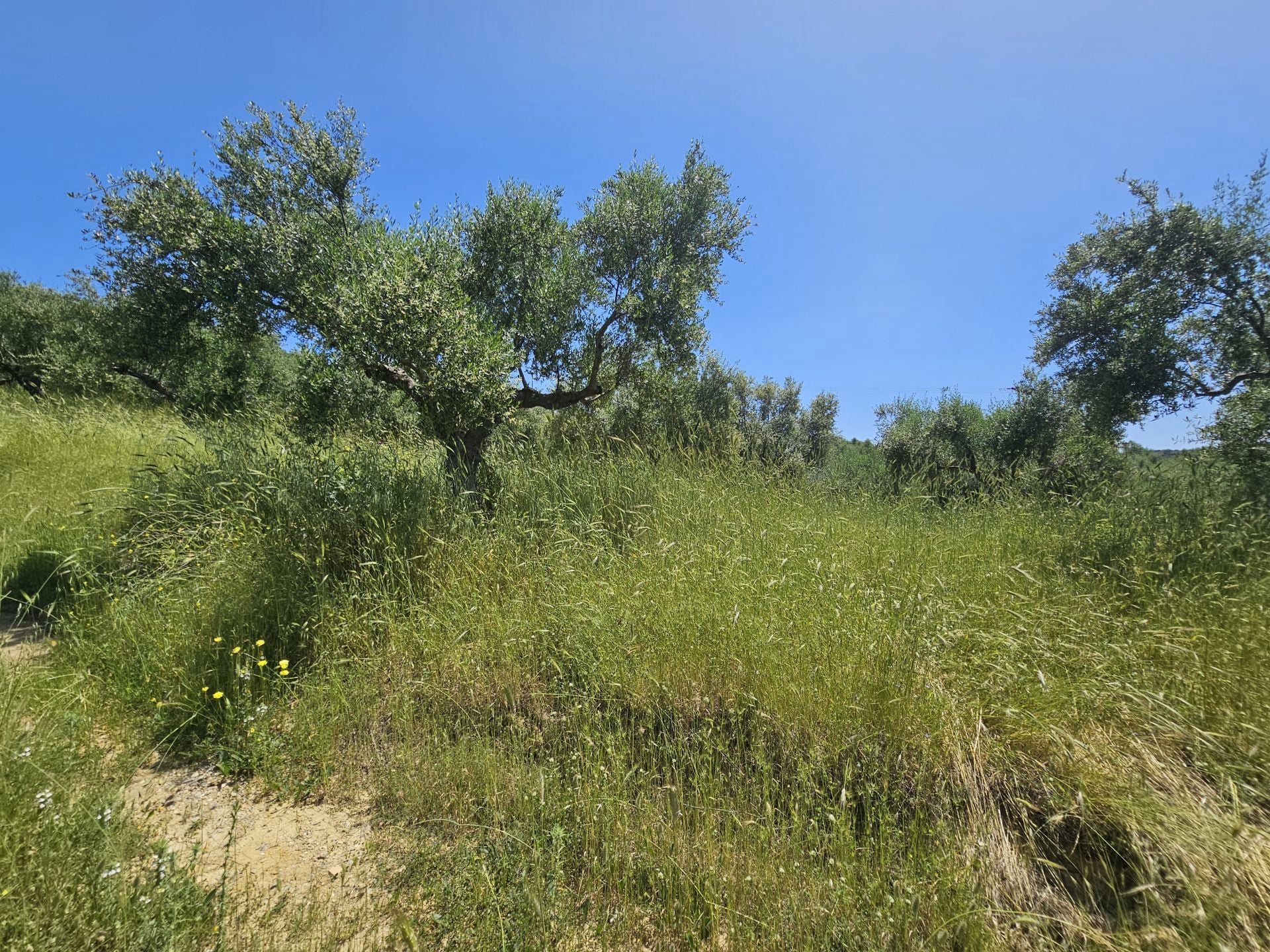 Agricultural land plot with olive trees near Gythio - LaGyPR791