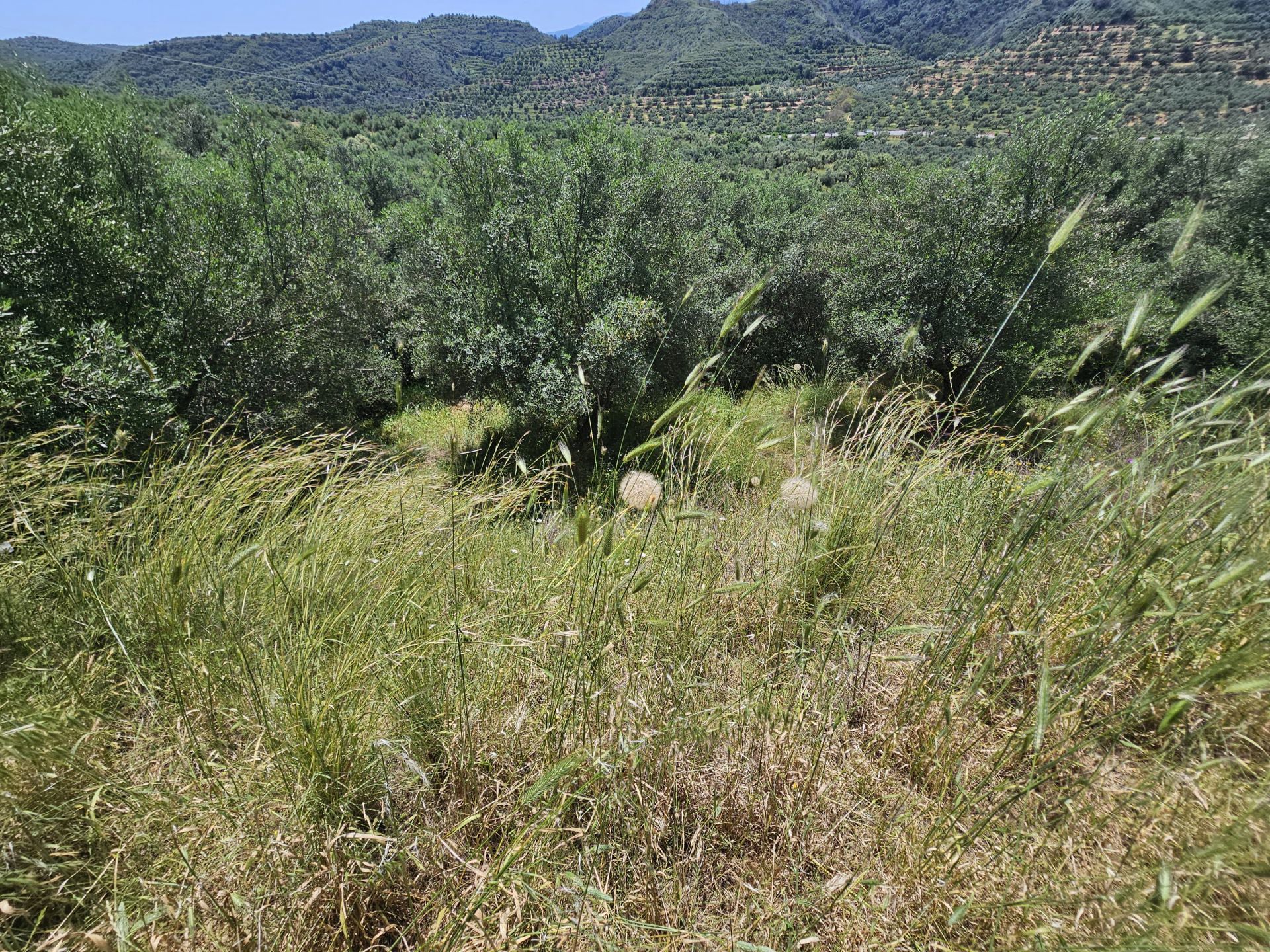Agricultural land plot with olive trees near Gythio - LaGyPR791